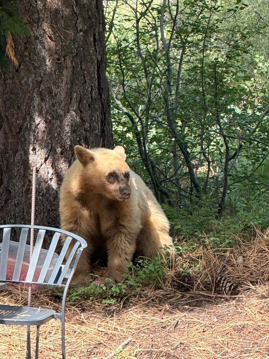 Photo of bear with a tree next to it