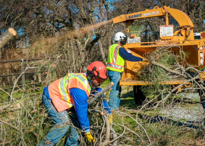 two men feed brush and tree limbs into a wood chipper