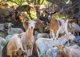 A herd of goats stands under a tree