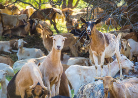 A herd of goats eats dried vegetation at Hidden Falls Regional Park