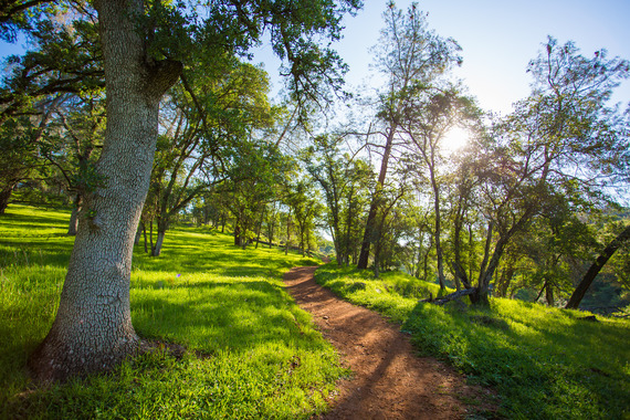 Trail through the forest with green grass, and trees on both sides
