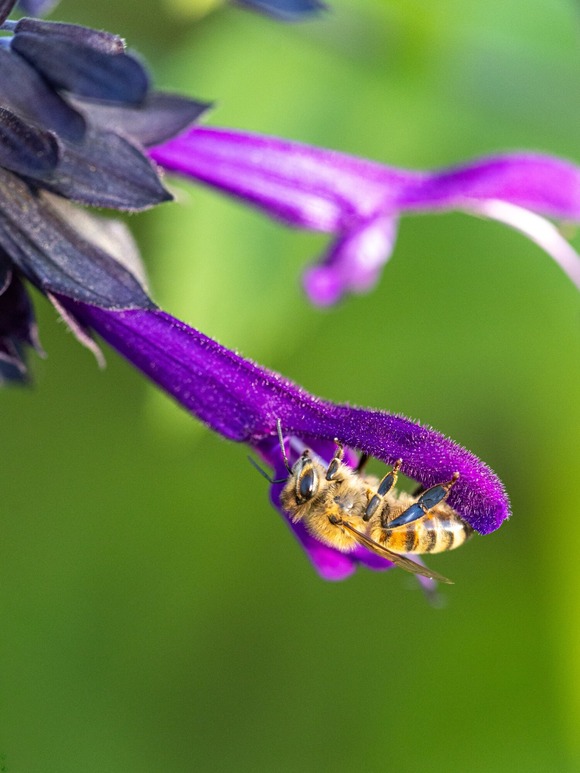 A bee on a purple flower