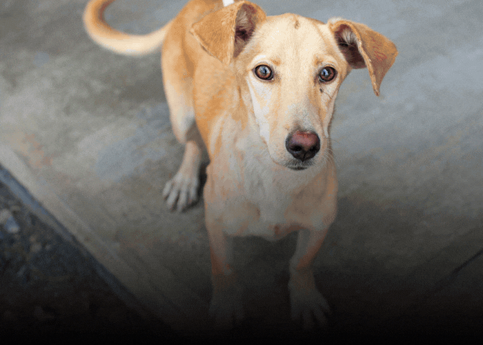 Images of four dogs promoting October as Adopt a Shelter Dog Month and text noting Placer's adoption specials. 