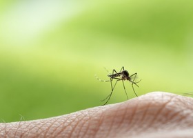 Close-up of a mosquito perched on human skin with a green blurred background