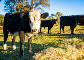 A cow munches on hay on a sunny day with more cows in the background