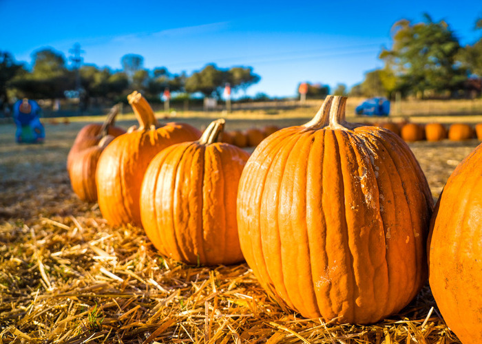 Pumpkins in a patch