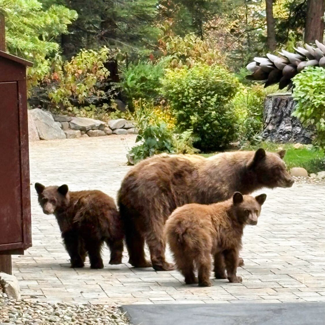 Bears near a bear box in Tahoma