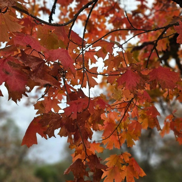 Red and orange colored leaves on a tree taken by @marywest530 on a hike at Placer Land Trusts’ Canyon View Preserve