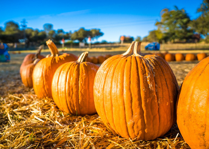 Rickey Ranch photo of six large, orange pumpkins in a row of hay on a sunny day.