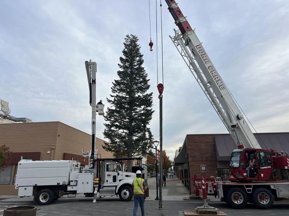 Installation of Holiday Tree