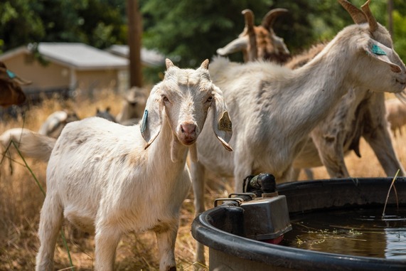 Shermaaaan - Shrub Specialist