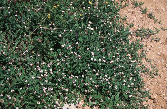 Ground Cover Alternative Lippia 