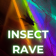 Insect Rave moth