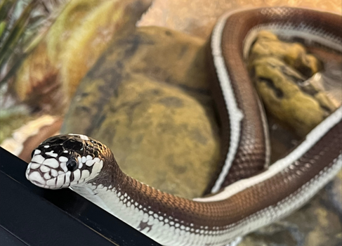 Curious king snake 