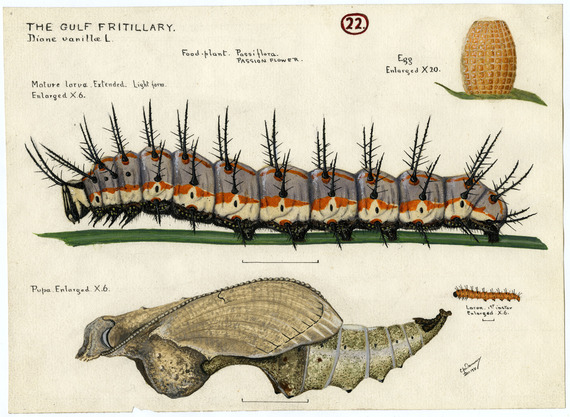 A watercolor by Charles Dammers showing the life stages of a Gulf fritillary butterfly. © Natural History Museum of Los Angeles County