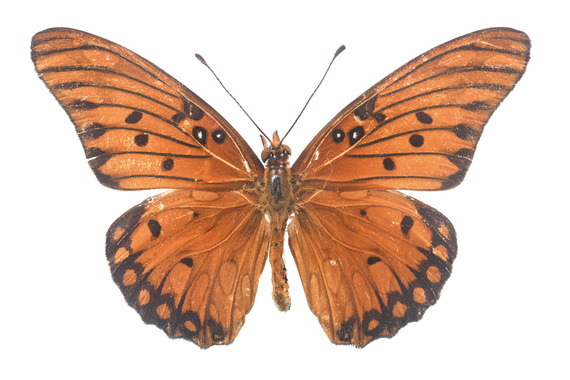 Gulf Fritillary Composite A1703-299 copy