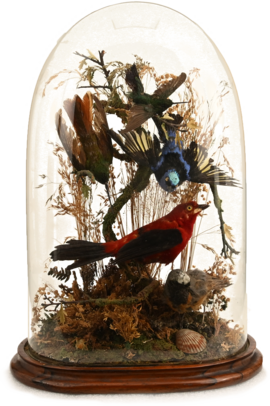 Bird cloche Buffon & Willson, Naturalists Circa 1865 Wood, glass, taxidermy Gift of Mr. Samuel C. Evans, A2-5