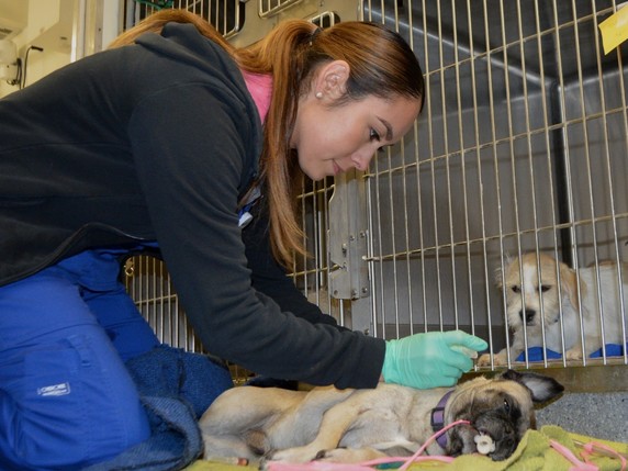 A woman provides medical care to a sedated dog. Another dog in a cage watches.