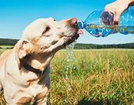 Photo of dog drinking water