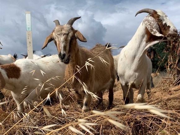 goats