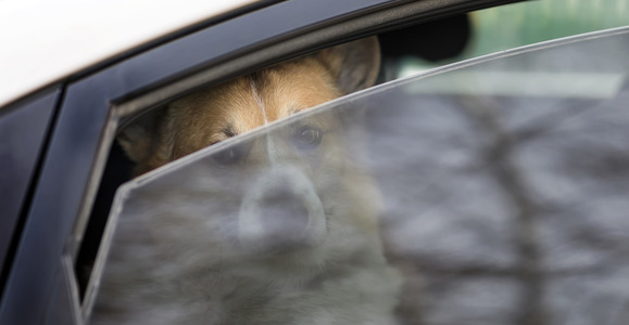 Dog in car
