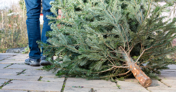 Photo of a man standing next to a tree