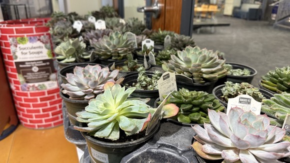 Photo of an array of succulents, used for the Succulents for Soups food drive