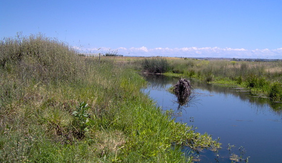 Photo of a vernal pool in the middle of a wetland preserve on a sunny day.