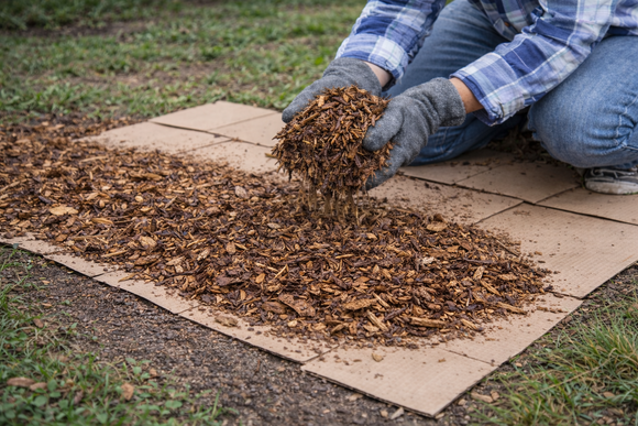 Photo of gloved hands spreading bark atop a bed of cardboard (also known as, sheet mulching).