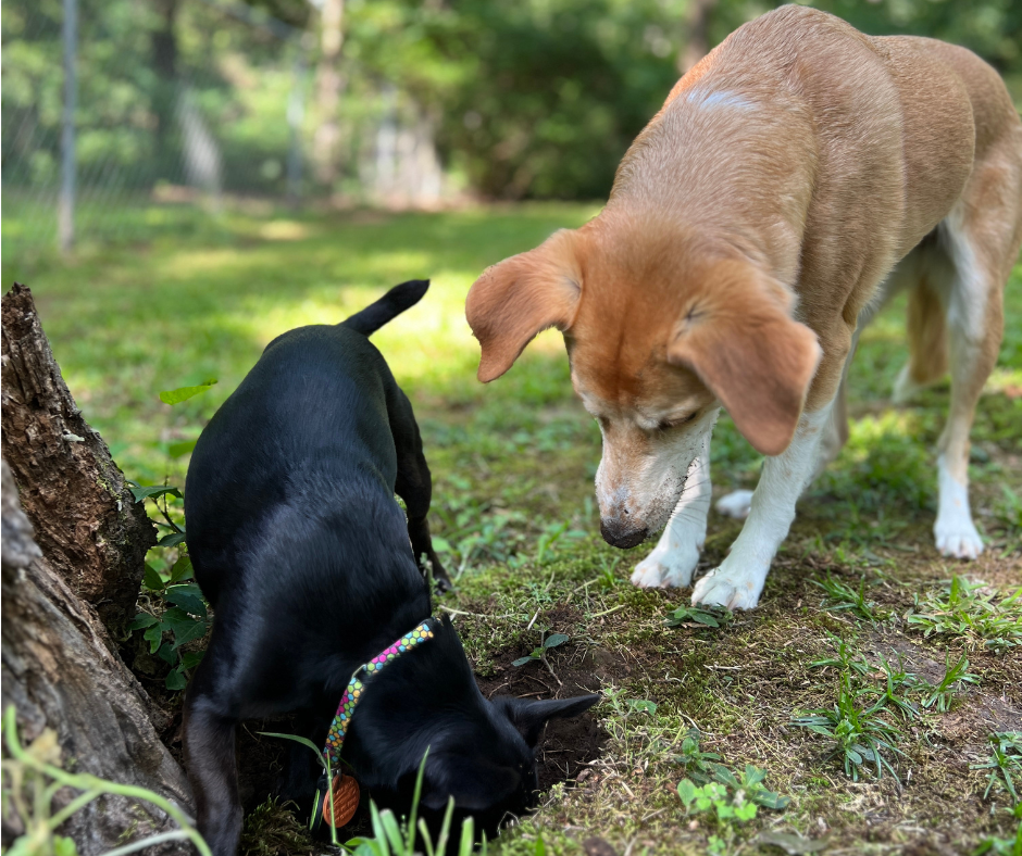 Two dogs dig a hole on a lawn