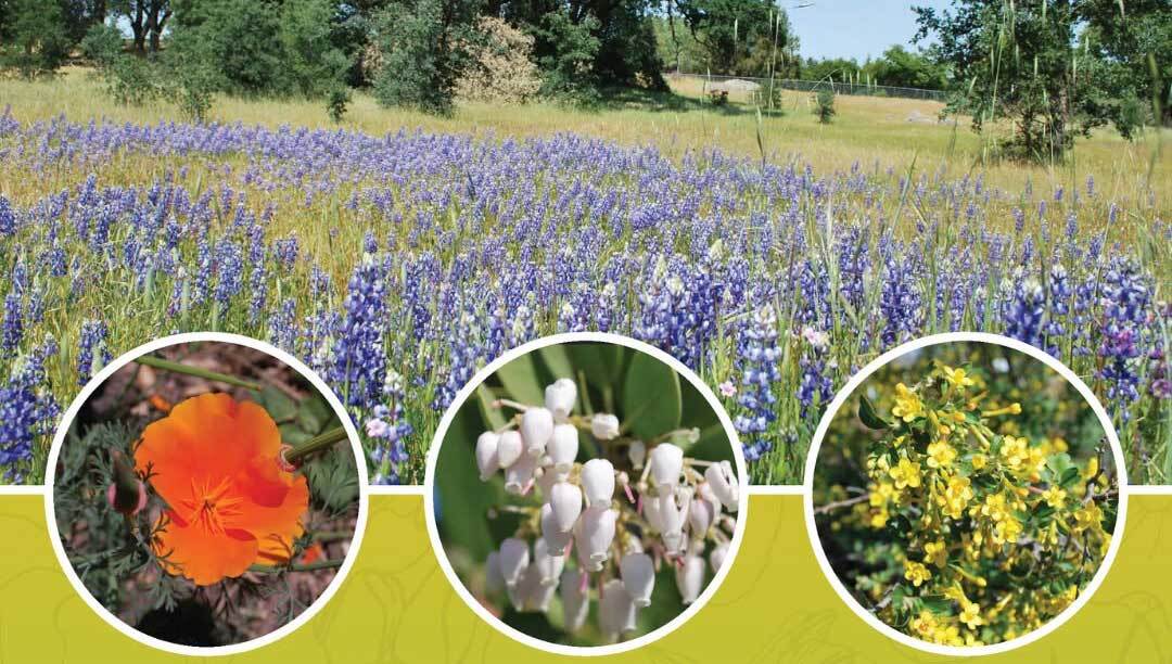 Photo collage of native plants including California poppies, manzanitas, lupines, and Oregon orape