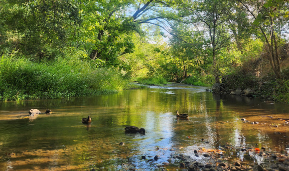 Three ducks swim in a shallow creek surrounded by trees, grass, and bushes.