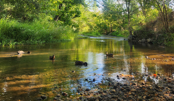 Three ducks swim in a shallow creek surrounded by trees, grass, and bushes.
