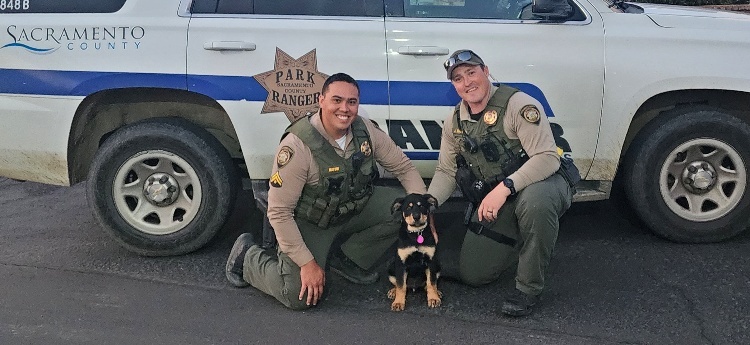 Two park rangers kneel in front of two patrol cars with the newly adopted puppy between them