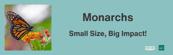 Monarchs - Small Size, Big Impact!