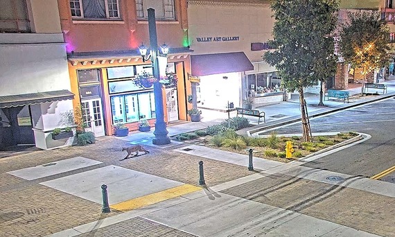 Mountain lion sighted in South Salinas