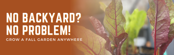 No backyard? No Problem! Grow a Fall garden anywhere
