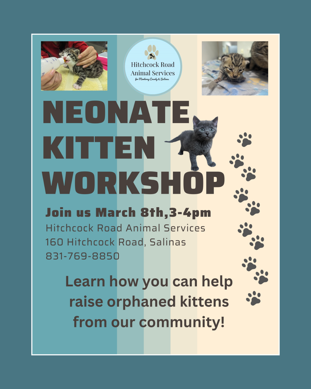 Neonate Kitten Workshop Flyer
