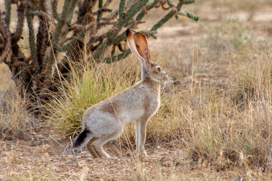 jackrabbit