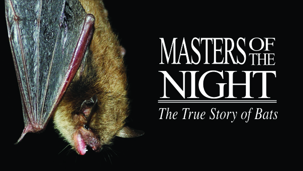 Master of he Night - Bats