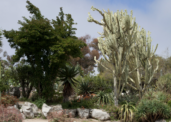 desert garden