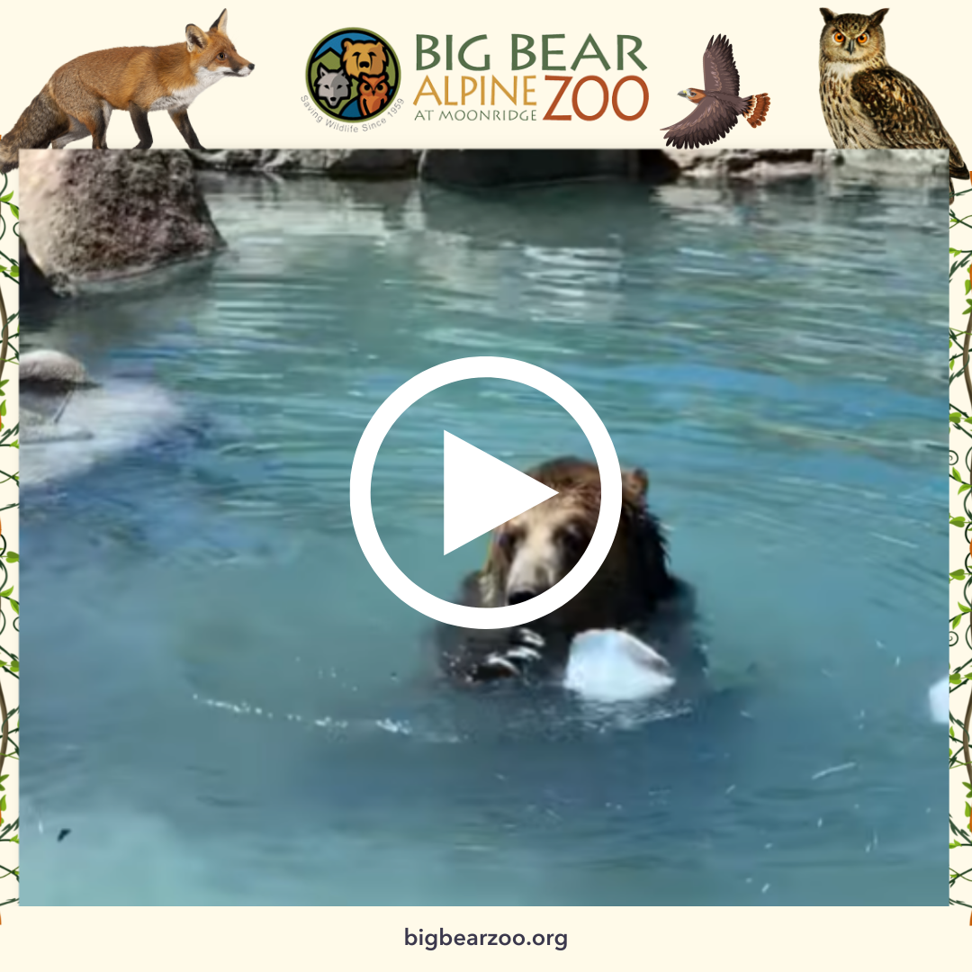 Grizzly bear in water at Big Bear Alpine Zoo grabbing ice blocks on July 4.