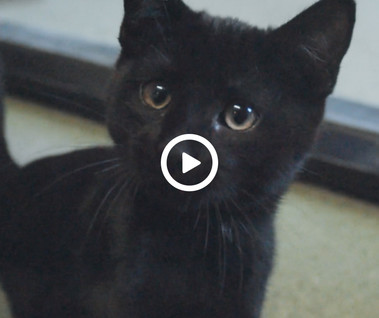 Shadow the Cat Pet of the Week