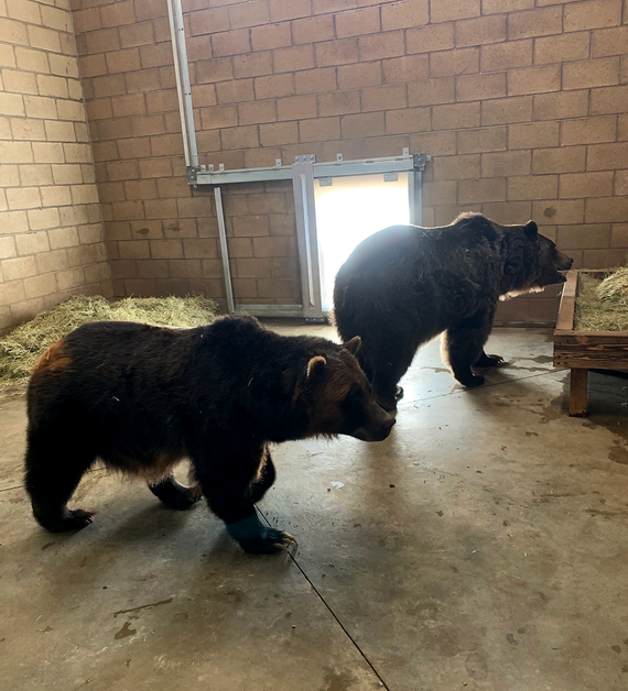 Two bears are seen in a park facility after being evacuated due to the Radford fire near Big Bear Alpine Zoo,