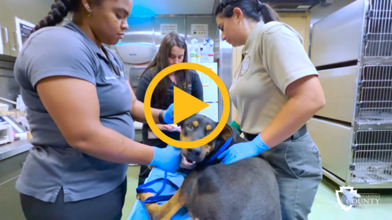 A photo of animal care workers bandaging a Doberman puppy on an examining table at the animal shelter.