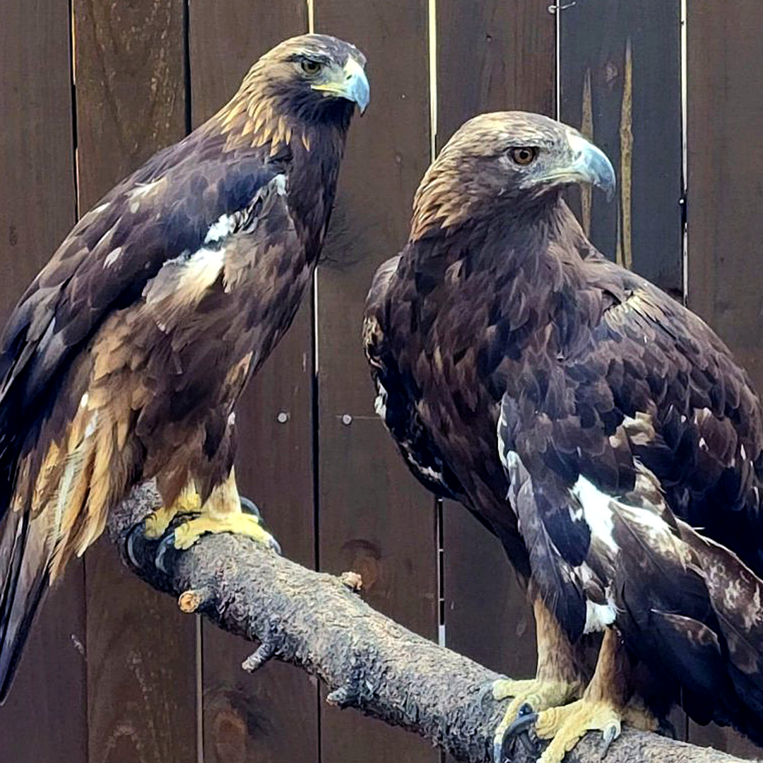 a pair of bald eagles sit on a perch looking out.