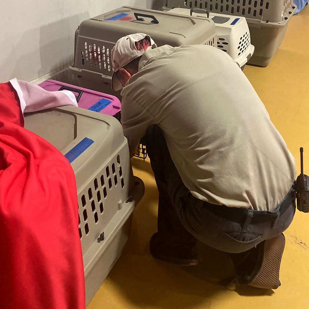 A zoo worker is crouched down caring for a crated animal inside the gym after being evacuated from the zoo due to the fire.