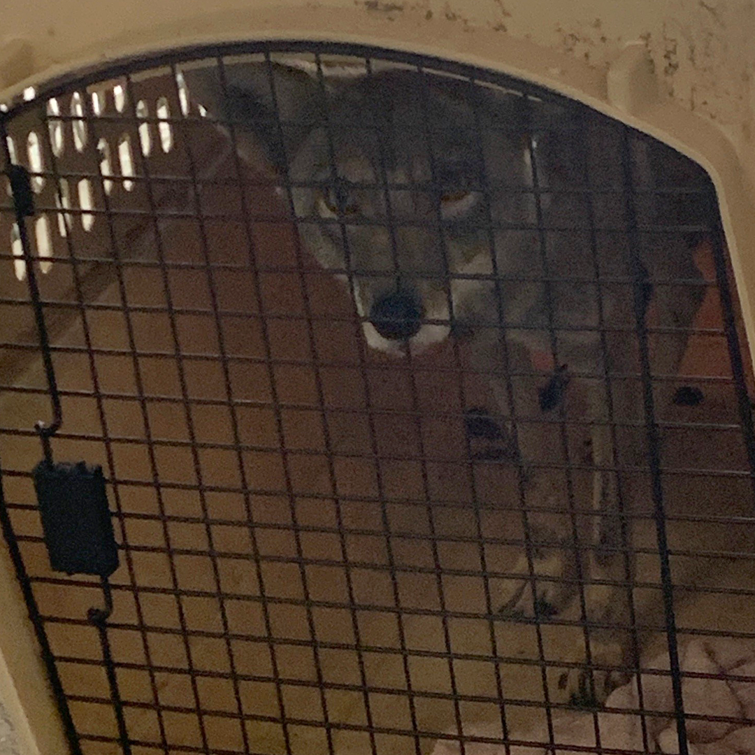 A fox is seen in a crate after be evacuated from the zoo due to the fire.