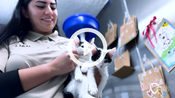 A animal care worker hold two white with black patch kitties in her hand.