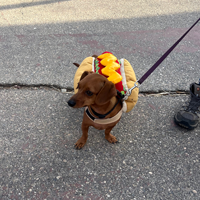 A picture of a dachschund dog with a hot dog costume at Calico Ghost Haunt 2022.